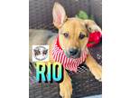 Adopt Rio Orem Kiddos Best Friend a Tan/Yellow/Fawn - with Black German Shepherd