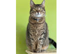 Adopt Goldie a All Black Domestic Shorthair / Domestic Shorthair / Mixed cat in
