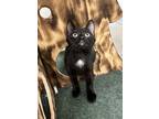 Adopt Jafar a All Black Domestic Shorthair / Domestic Shorthair / Mixed cat in