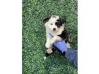 Adopt 55283733 a Black Border Terrier / Mixed dog in El Paso, TX (40874861)