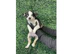 Adopt 55283727 a Black Border Terrier / Mixed dog in El Paso, TX (40874860)