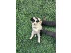Adopt 55283723 a Black Border Terrier / Mixed dog in El Paso, TX (40874859)