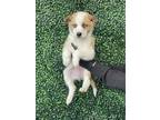 Adopt 55283718 a Tan/Yellow/Fawn Border Terrier / Mixed dog in El Paso
