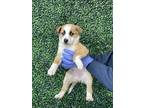 Adopt 55283715 a Tan/Yellow/Fawn Border Terrier / Mixed dog in El Paso