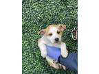 Adopt 55283710 a Tan/Yellow/Fawn Border Terrier / Mixed dog in El Paso