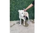 Adopt 55283690 a White Border Terrier / Mixed dog in El Paso, TX (40874855)