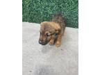 Adopt 55418979 a Brown/Chocolate German Shepherd Dog / Mixed dog in El Paso