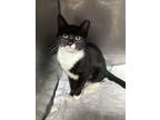 Adopt Irwin a Black & White or Tuxedo Domestic Shorthair (short coat) cat in