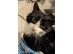 Adopt Georgie a Black & White or Tuxedo Domestic Shorthair (medium coat) cat in