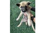 Adopt 55418694 a Tan/Yellow/Fawn Shepherd (Unknown Type) / Mixed dog in El Paso