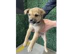 Adopt 55418693 a Tan/Yellow/Fawn Shepherd (Unknown Type) / Mixed dog in El Paso