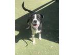 Adopt 55101529 a Black Australian Shepherd / Mixed dog in El Paso, TX (40688189)