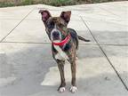 Adopt THEON a Brown/Chocolate Pit Bull Terrier / Mixed dog in Tustin