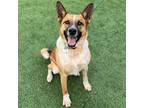 Adopt Thor a Mixed Breed (Medium) / Mixed dog in Rancho Santa Fe, CA (40660903)