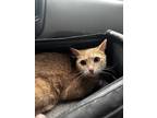 Adopt Milo a Orange or Red Tabby Domestic Shorthair (short coat) cat in