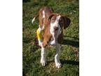 Adopt Patsy a Tan/Yellow/Fawn - with White Labrador Retriever / Catahoula