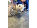 Adopt 55419609 a White Siberian Husky / Mixed dog in El Paso, TX (40873902)