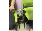 Adopt 55413741 a Black Australian Cattle Dog / Mixed dog in El Paso