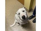 Adopt Rusty a White Shepherd (Unknown Type) / Mixed dog in Merriam