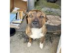 Adopt Leo a Brindle Boxer / American Pit Bull Terrier / Mixed dog in Dana Point