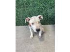 Adopt 55419221 a White Pit Bull Terrier / Mixed dog in El Paso, TX (40873218)