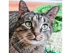 Adopt Solange a Brown Tabby Domestic Shorthair (short coat) cat in Chicago