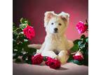 Adopt Caelyn a White Siberian Husky / Australian Cattle Dog / Mixed dog in