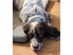 Adopt Available - Ranger a White - with Brown or Chocolate English Setter /