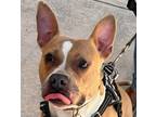 Adopt JoJo a Tan/Yellow/Fawn Pit Bull Terrier / Mixed dog in Smithfield