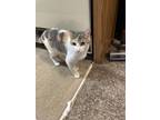 Adopt Pumpkin a Calico or Dilute Calico Calico / Mixed (medium coat) cat in