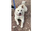 Adopt Tokyo a White Shiba Inu / Mixed dog in LAS VEGAS, NV (40872394)