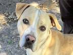 Adopt Cedar a Tan/Yellow/Fawn Mixed Breed (Medium) / Mixed dog in Georgetown
