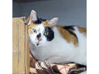 Adopt Cashmere a White Domestic Shorthair / Domestic Shorthair / Mixed cat in