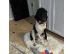 Adopt RUFUS a Black - with White Poodle (Standard) / Mixed dog in Fairfax