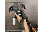 Adopt Lylla a Mixed Breed (Medium) / Mixed dog in Rancho Santa Fe, CA (40635954)