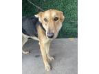Adopt 55254686 a Brown/Chocolate German Shepherd Dog / Mixed dog in El Paso