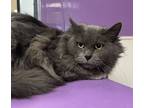 Adopt Jo a Gray or Blue Domestic Longhair / Domestic Shorthair / Mixed cat in