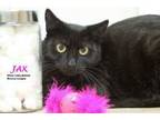 Adopt Jax a Black (Mostly) Domestic Shorthair (short coat) cat in Clawson