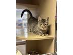 Adopt Twinkie a Gray or Blue Domestic Shorthair / Domestic Shorthair / Mixed cat