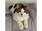 Adopt Leo a White (Mostly) Tabby (short coat) cat in Clawson, MI (40871378)