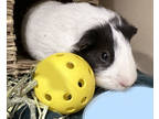Adopt Huggy (Bonded W/ Chubby) a Black Guinea Pig / Guinea Pig / Mixed small
