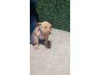Adopt 55417704 a Tan/Yellow/Fawn American Pit Bull Terrier / Mixed dog in El