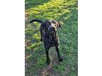 Adopt Nyx (Williams) a Black Labrador Retriever dog in Wichita Falls
