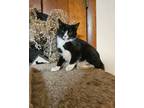 Adopt Vinny a Black & White or Tuxedo Domestic Shorthair (short coat) cat in