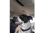 Adopt Blue a Black - with White American Pit Bull Terrier / Boxer / Mixed dog in