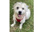 Adopt Snoopy a White Terrier (Unknown Type, Medium) / Mixed dog in Miami