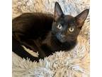 Adopt Adele a Domestic Shorthair / Mixed (short coat) cat in Shreveport