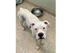 Adopt Zorah a White Boxer / Mixed dog in Austin, TX (40836734)