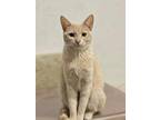 Adopt Vaquita a Orange or Red (Mostly) Domestic Shorthair / Mixed (long coat)