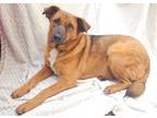 Adopt Penny a Brown/Chocolate - with Tan German Shepherd Dog / Labrador